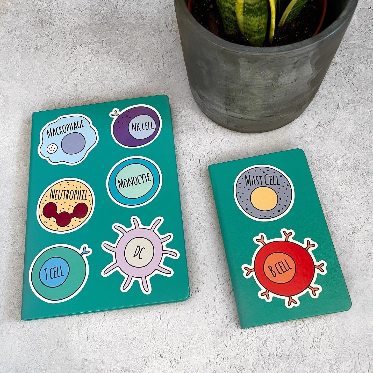 Two green notebooks with colorful immune cell illustrations on a gray surface with a plant in the background.