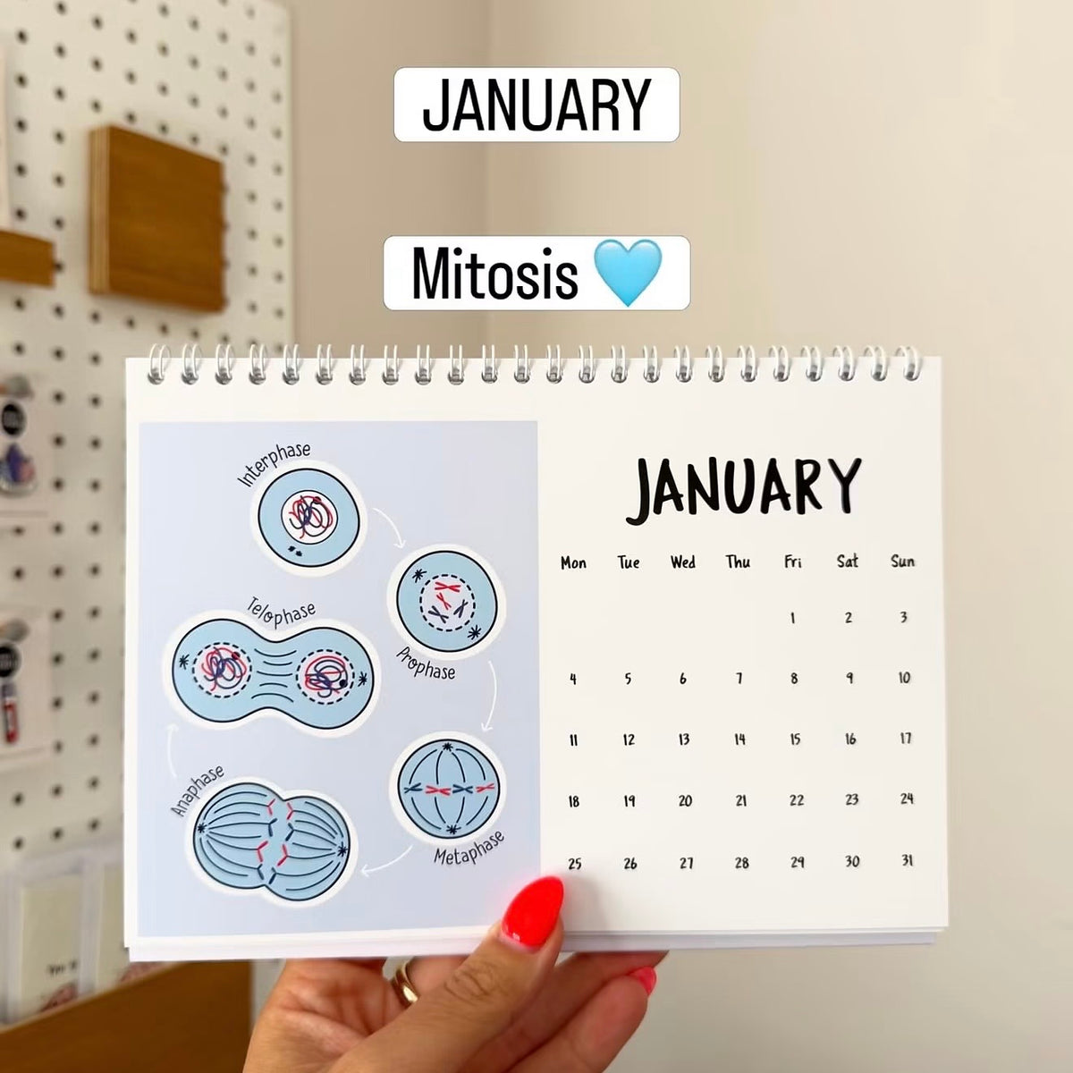 A hand with red nail polish holds a spiral-bound January desk calendar showing mitosis cell diagrams. The calendar page has a light blue left panel with labeled cell stages and a white right panel with a January calendar grid.