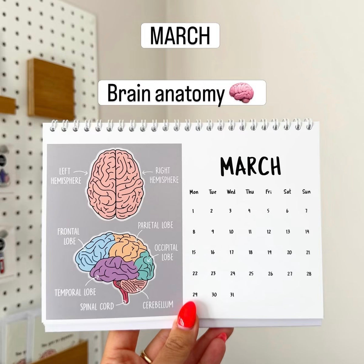 A hand with red nail polish holds a spiral-bound desk calendar page featuring brain anatomy diagrams and a March calendar grid. Text overlays at the top read 'MARCH' and 'Brain anatomy'.
