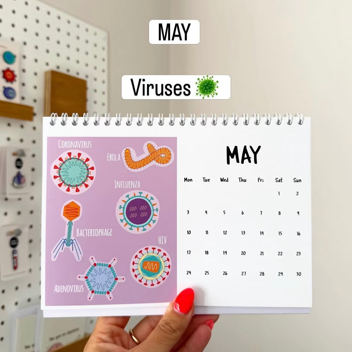 A hand with red nail polish holds a May calendar page featuring educational virus illustrations on the left and a May calendar grid on the right. The background shows a white pegboard wall with educational items.