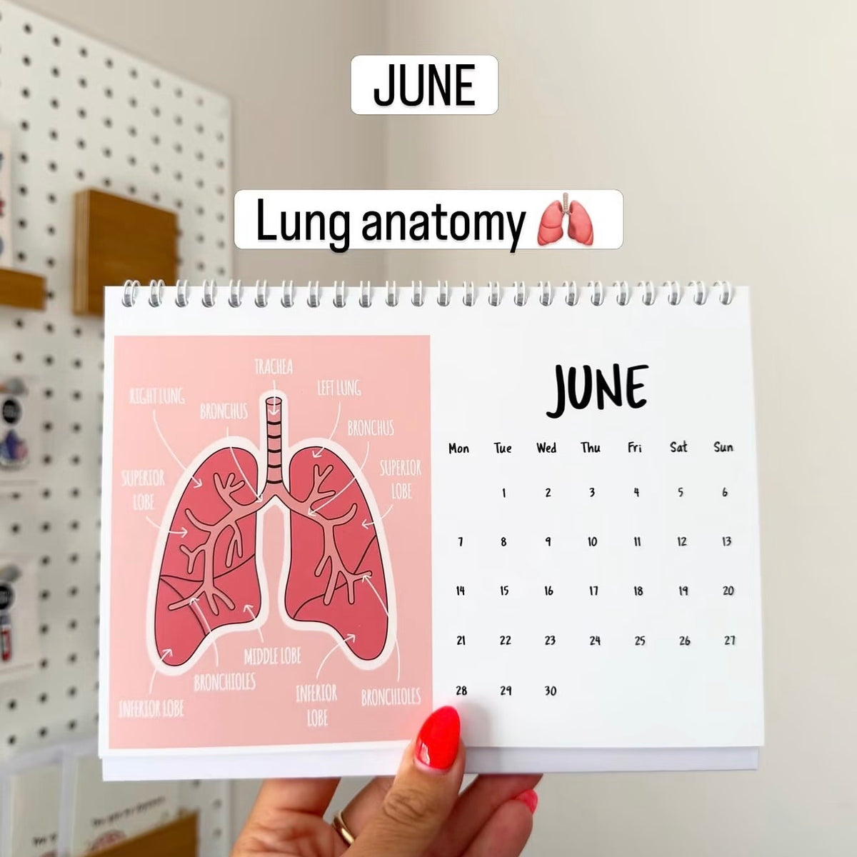 A hand with red nail polish holds a spiral-bound desk calendar showing a pink lung anatomy illustration and a June calendar page. Text overlays read 'JUNE' and 'Lung anatomy' against a home office background.