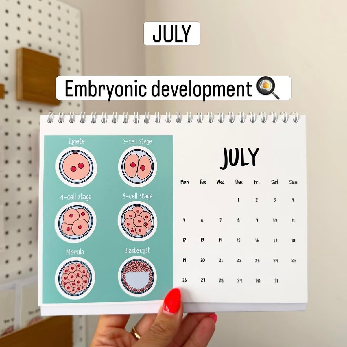 A hand with red nail polish holds a spiral-bound desk calendar showing embryonic development diagrams for July. The left page features labeled illustrations of embryo stages from cleavage to blastula, and the right page shows the July calendar grid.