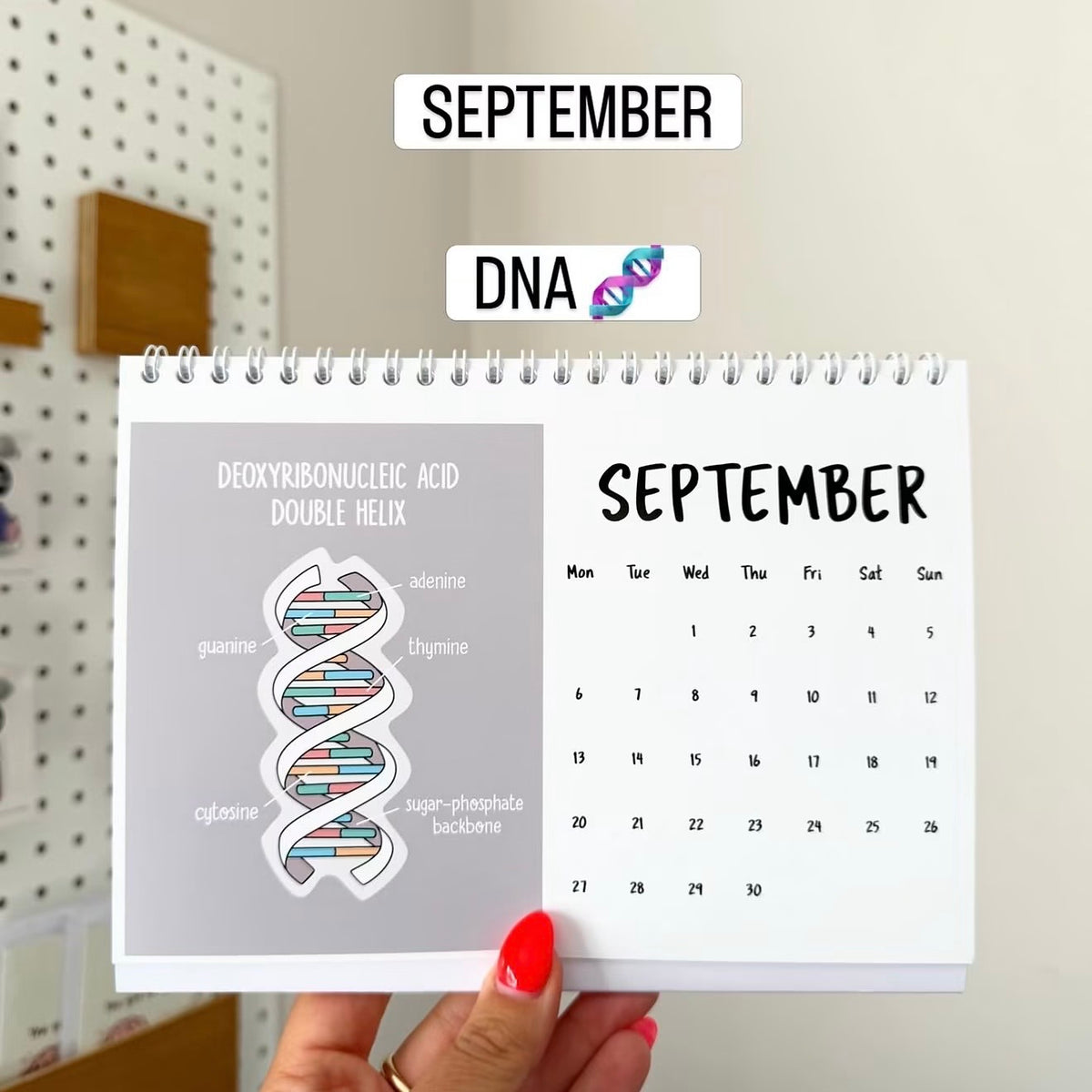 A hand with red nail polish holds a spiral-bound desk calendar showing September. The left page features a DNA double helix illustration with labeled components, and the right page shows the September calendar.