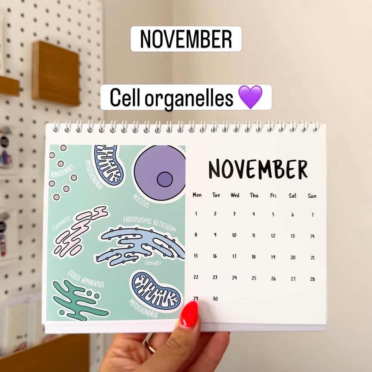 A hand with red nail polish holds a spiral-bound November desk calendar showing cell organelles illustrations on the left and a November calendar grid on the right. Text overlays read 'NOVEMBER' and 'Cell organelles' with a purple heart.