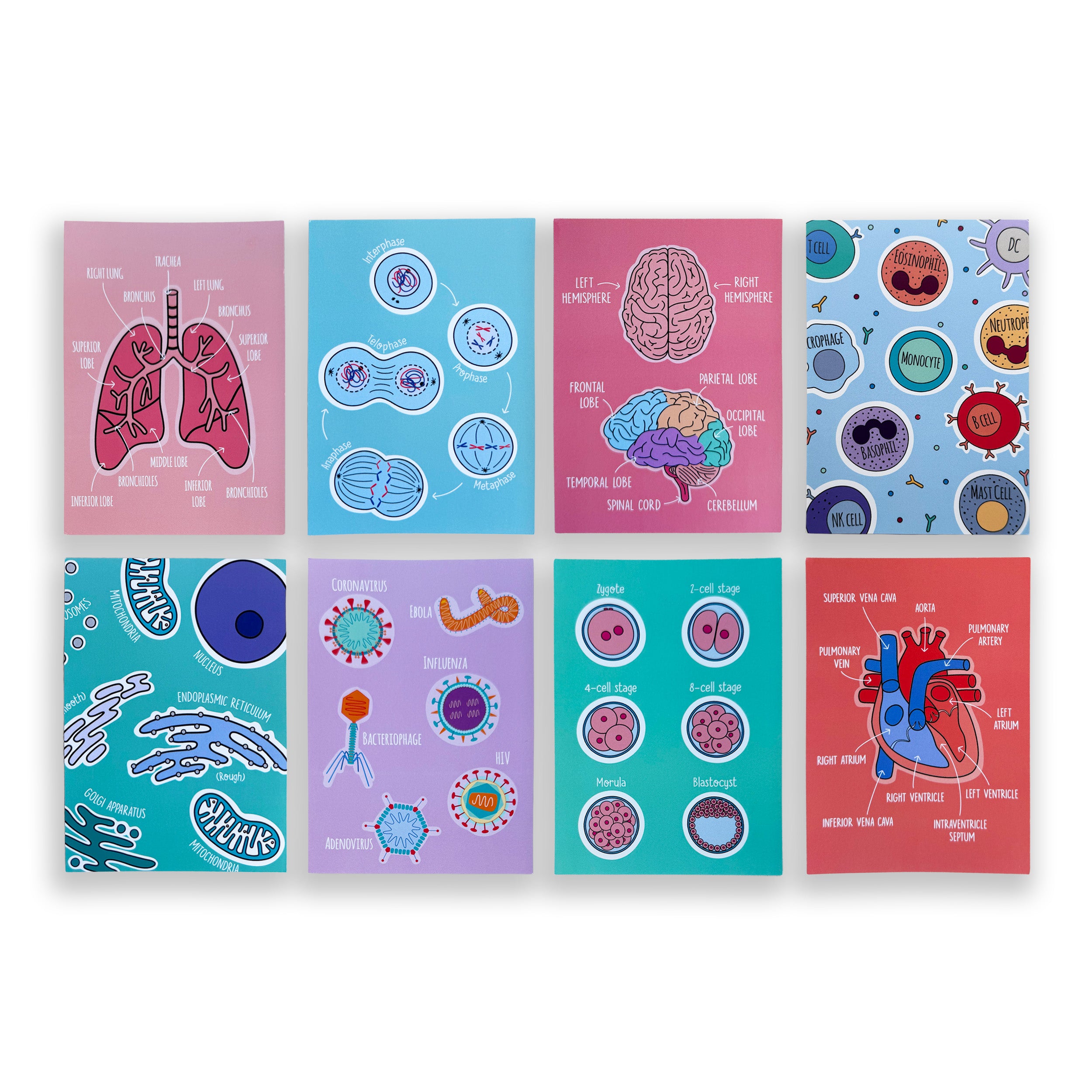 Set of eight biology themed A6 prints