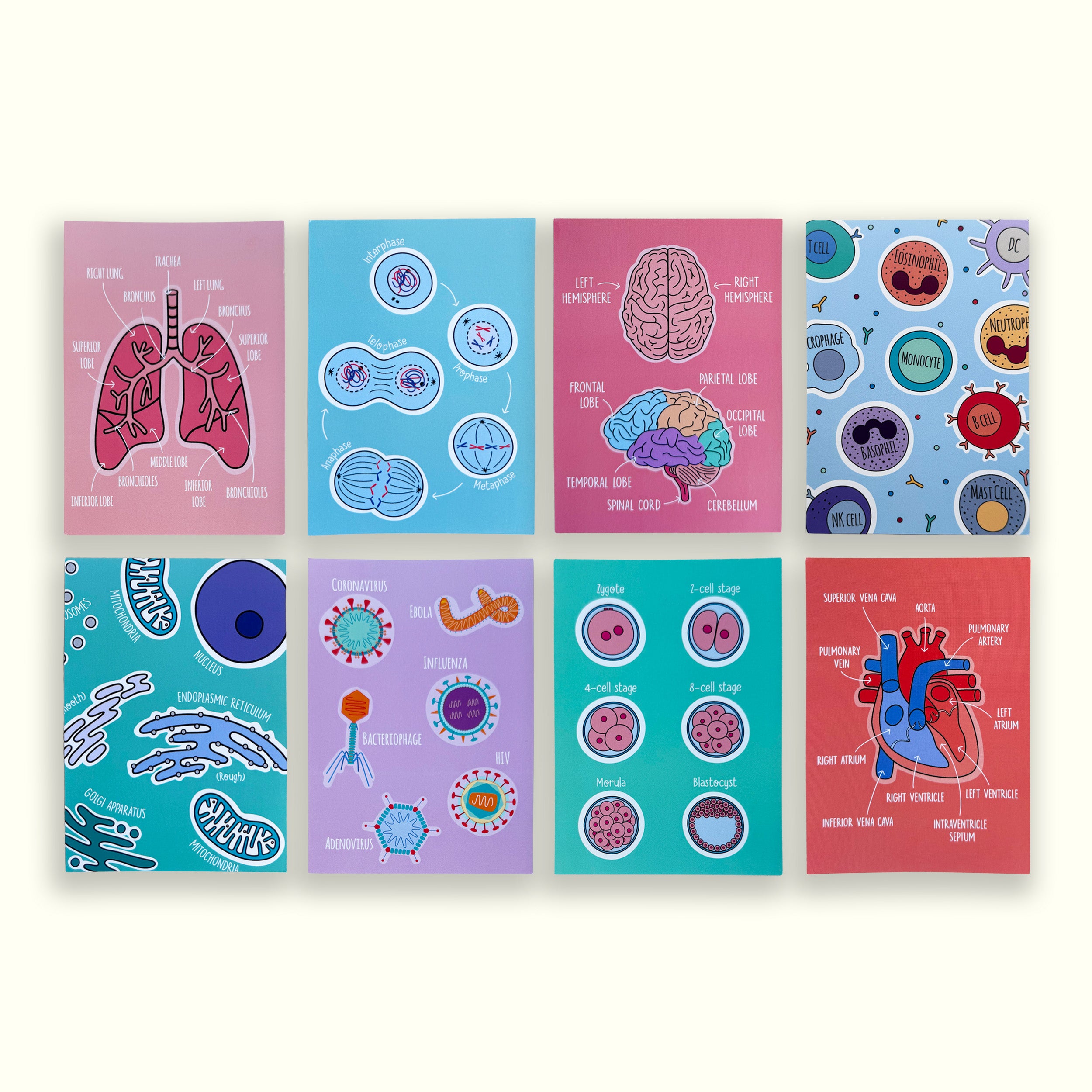 Set of eight biology themed A6 prints
