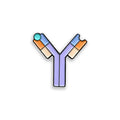 Antibody purple and orange enamel pin badge on white background