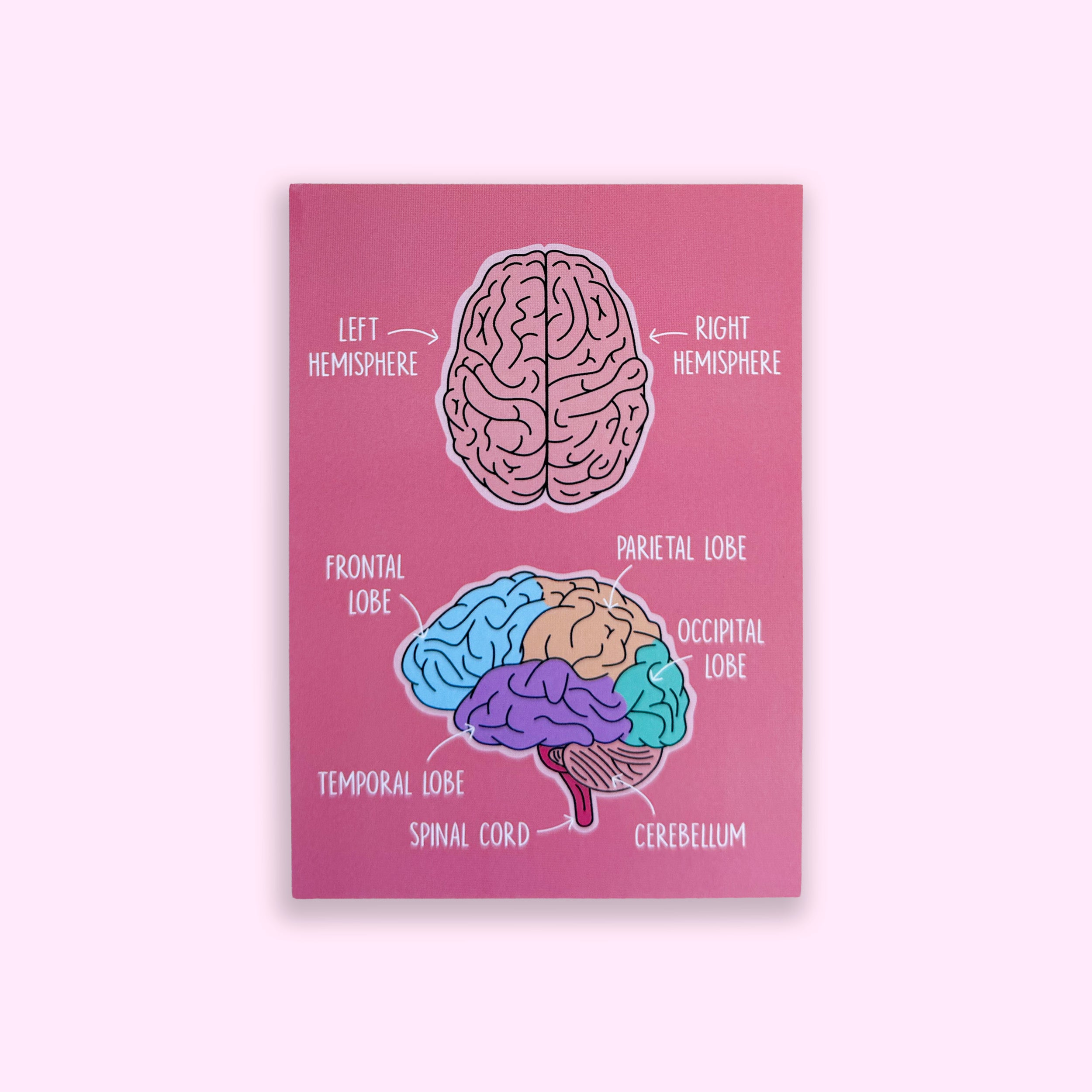Brain Anatomy A6 print with colourful illustrated brain structures on pink background