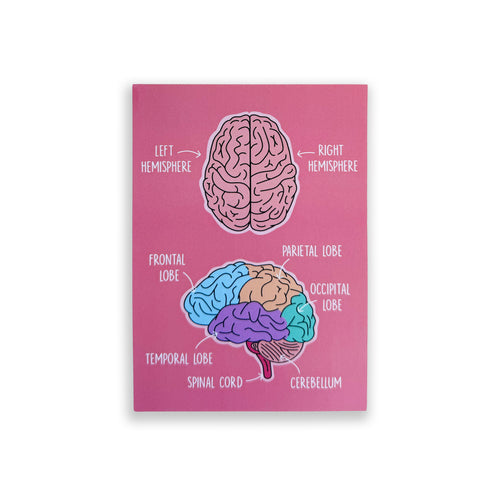 Brain Anatomy A6 print with colourful illustrated brain structures on pink background