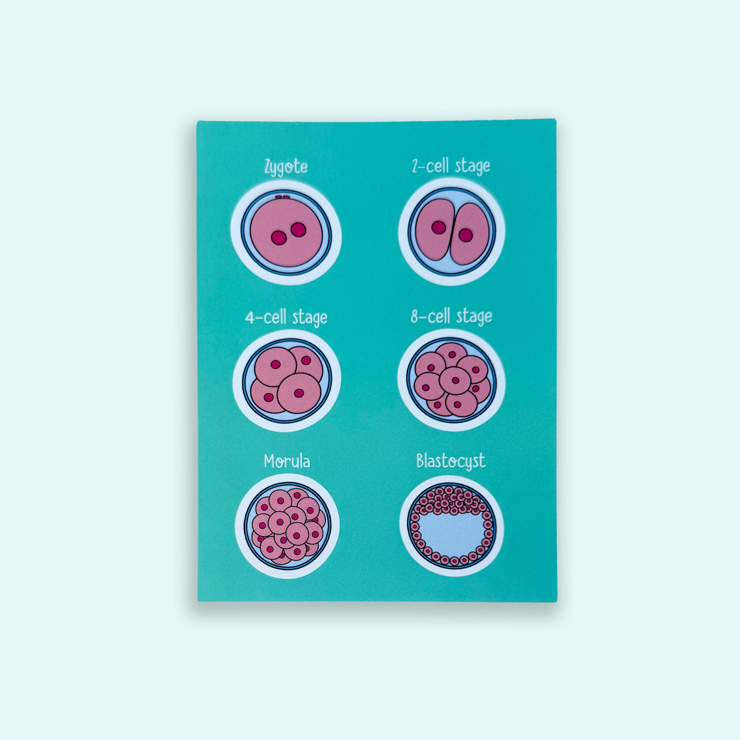 Embryology A6 print with colourful illustrated embryo stages on green background