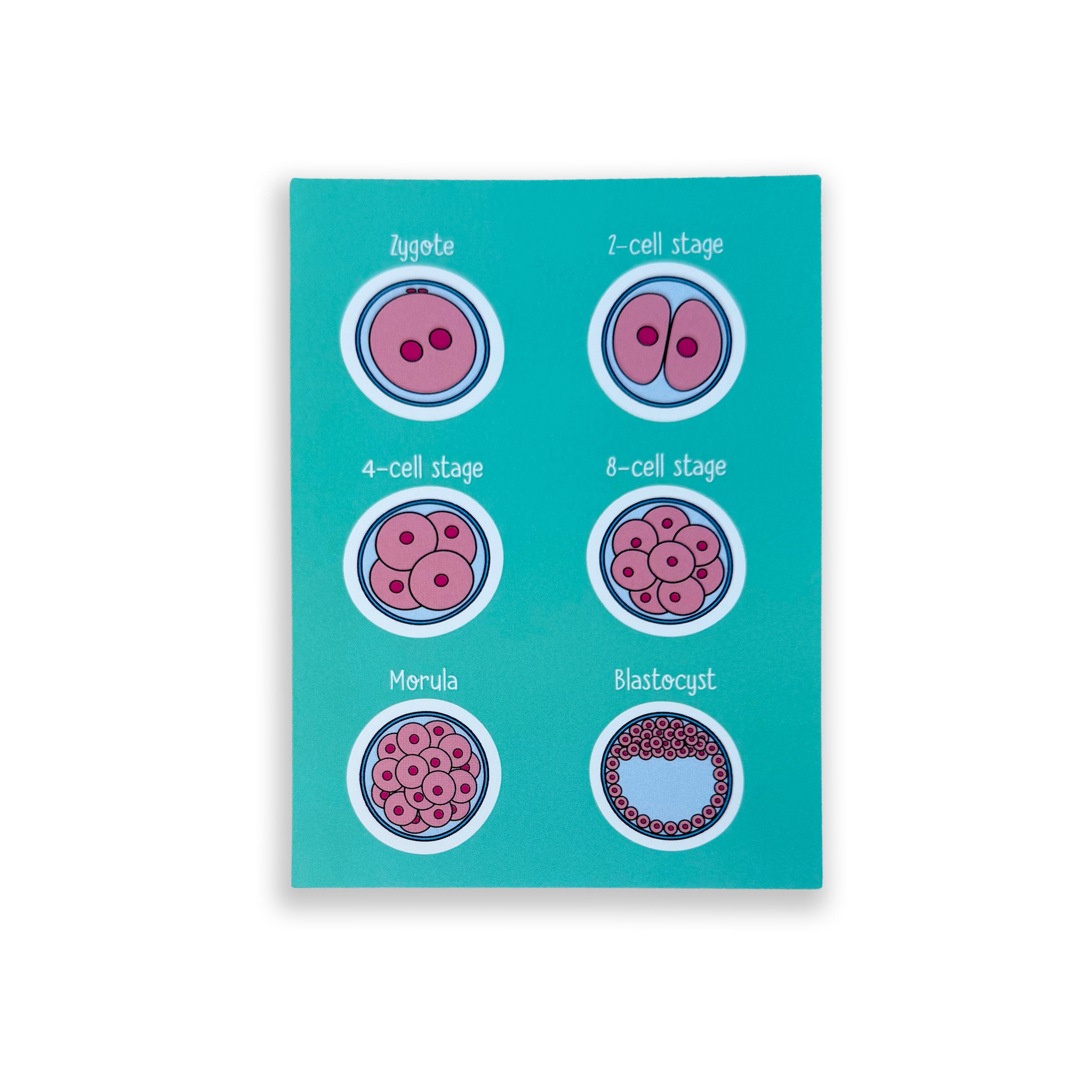 Embryology A6 print with colourful illustrated embryo stages on white background