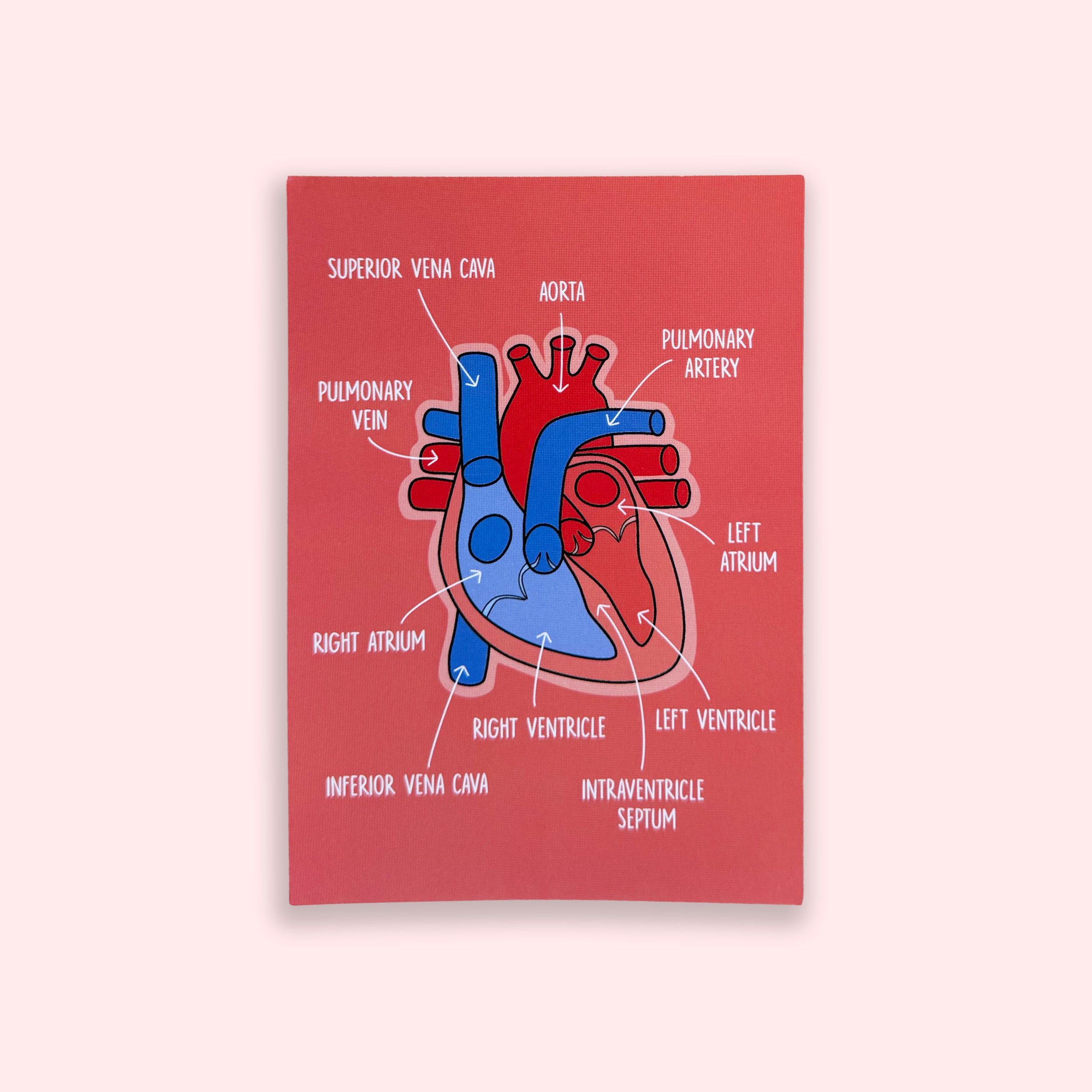 Heart Anatomy A6 print with colourful illustrated cardiac structures on pink background