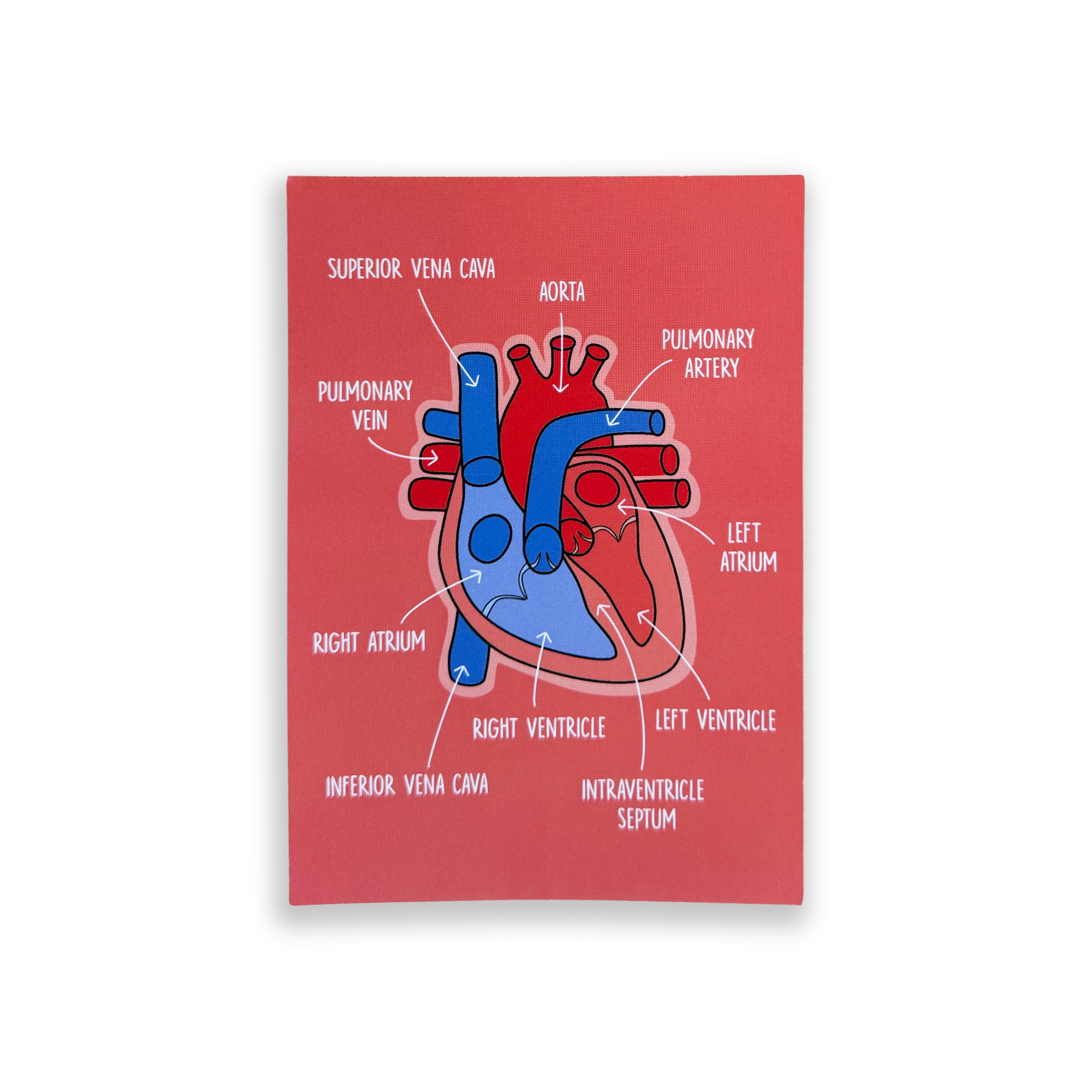 Heart Anatomy A6 print with colourful illustrated cardiac structures on white background