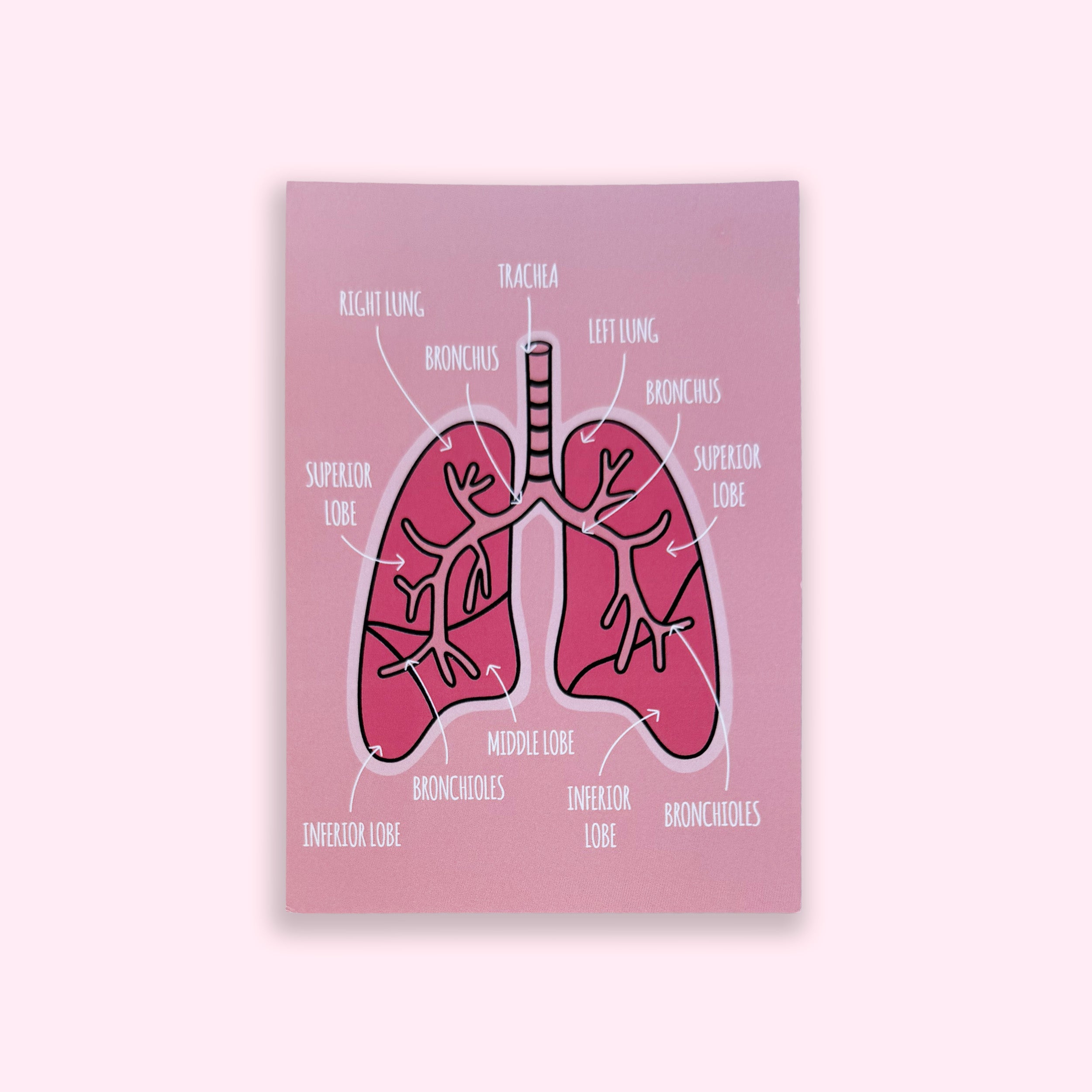 Lung Anatomy A6 print with colourful illustrated respiratory structures on pink background