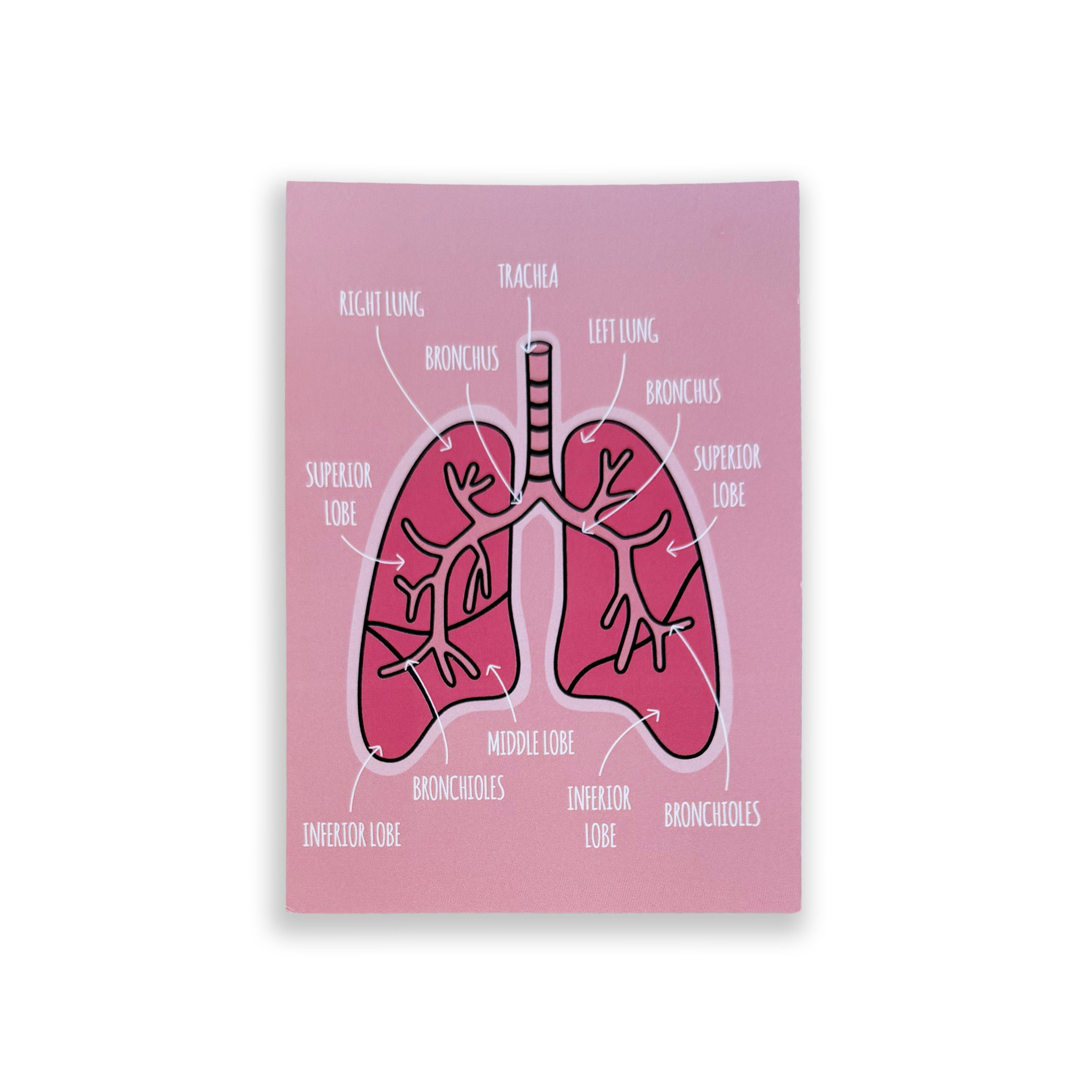 Lung Anatomy A6 print with colourful illustrated respiratory structures on white background