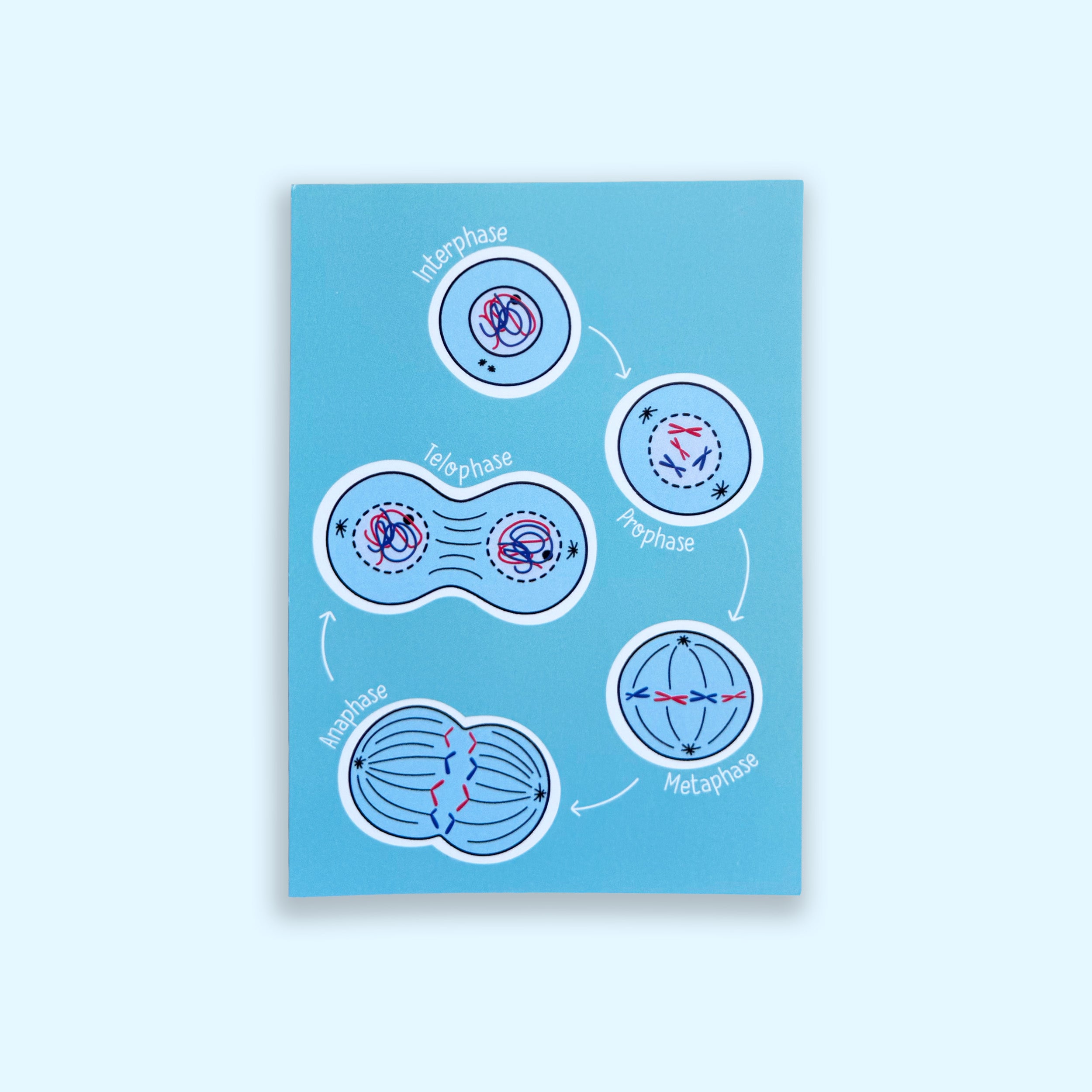 Mitosis A6 print with colourful illustrated stages of cell division on blue background